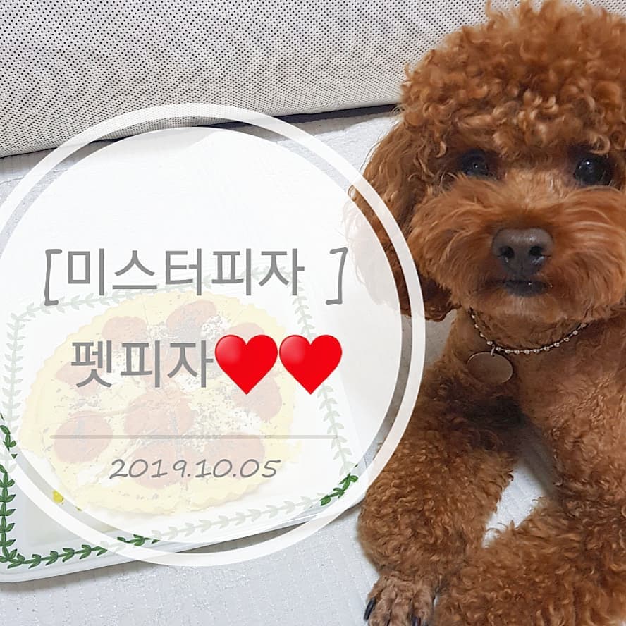 S아람 on Instagram: “⠀ [미스터피자 ] 펫페퍼로니 SET♥️♥️ ⠀ 소중한 나의 가족♡ 나의 반려동물♡ 맛있는 피자를 먹을 권리가 있다‼ #미스터피자 에서 새롭게 출시한 #펫피자 ⠀ ⠀ 국내산 닭가슴살에 고구마등 쌀가루를 더해  반려동물 입맛에 딱 맞춘 영양 만점…”