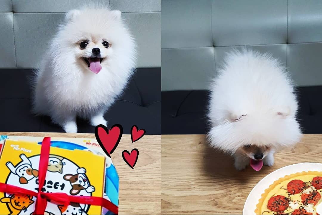 뉸뉸 ˘ ³˘ 💕 on Instagram: “사람처럼 댕냥이도 피자를 먹즈아🍕 . . . 사람들이 먹는 거랑 똑같은 모양으로 미피에서 펫피자를 출시했다고 해요 . 하지만 댕냥이들은 사람처럼 밀가루를 소화가 안되서 밀가루대신 쌀가루, 락토프리무염치즈, 소고기, 고구마, 닭가슴살등을 이용해 진짜…”
