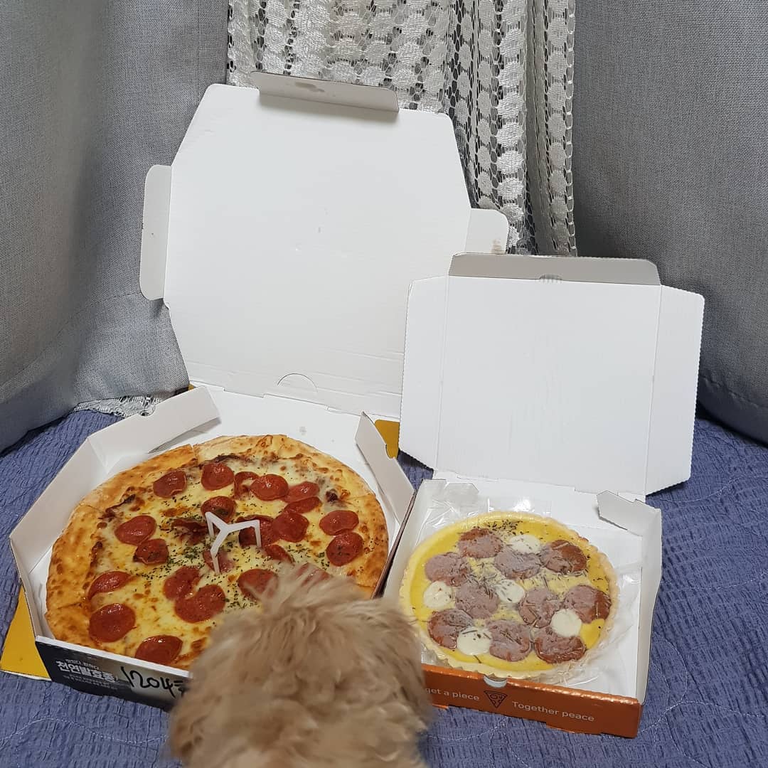 ⚘권하형 on Instagram: “🍕#미스터피자 #미피 의 #미스터펫자 🍕 #치로파로 가 넘 조아한 바로 그 #펫피자 #펫페퍼로니 💕 저희 애들은 작고 어려서 딱 저만큼 먹어서 #로즈마리 에 유치원 애기들 줬더니 넘나리 잘 먹는 것... 혹시 펫자 먹여보고 싶은 사람?!🤚 아직 많이…”