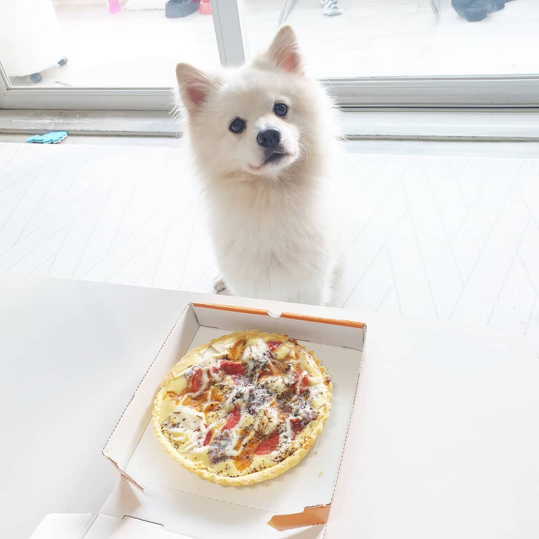 ᴰᴬᵞᵁᴺ ᴹᴼᴹ🌙 on Instagram: “🐱미스터피자 펫피자🐶🍕 맨날 뭐 시켜먹을때마다 만두가 침 뚝뚝 흘려서 미안해서 강아지간식으로 먹였는데 펫피자 출시되서 주인도 피자먹고 강쥐도 피자한판 ‼ 완전 맛있게 잘먹어서 괜히 기분흐뭇 😝  #미스터피자 #미피 #펫치블스 #펫페퍼로니 #미스터펫자…”