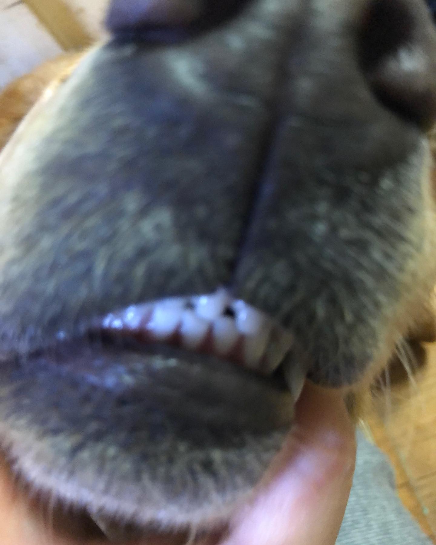 너무 무기력해...
.
마치 룽지 인중처럼 .
#미용인 #룽지스타그램🐶