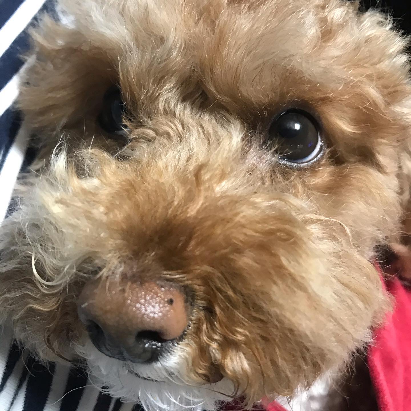 우리집 나 다음으로  기요미🐶
.
.
#애완견 #애완견스타그램 #푸들 #토이푸들 #강아지 #강아지그램 #갈색 #귀요미 #기요미 #견스타그램 #애완동물 #사람보다낫다 #애교쟁이 #펫스타그램 #펫 #pet #petstagram #cute #cutedog #puppy #小狗 #likeforlikes #follow #좋아요 #좋아요반사#좋반 #팔로우