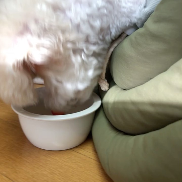 이  다경 on Instagram: “⠀ 우리 봉구는 사실 아무거나 다 잘 먹어요 ? 문제는 🥜을 떼고 나서 시작되었다구 ,,, ⠀ 의사 선생님께서 중성화 수술 하고 나서부턴 호르몬 변화(?) 때문에 체중 조절이 중요하다고 하셨는데 ! “지방량 조절”을 할 수 있다는 점이 제일 마음에…”