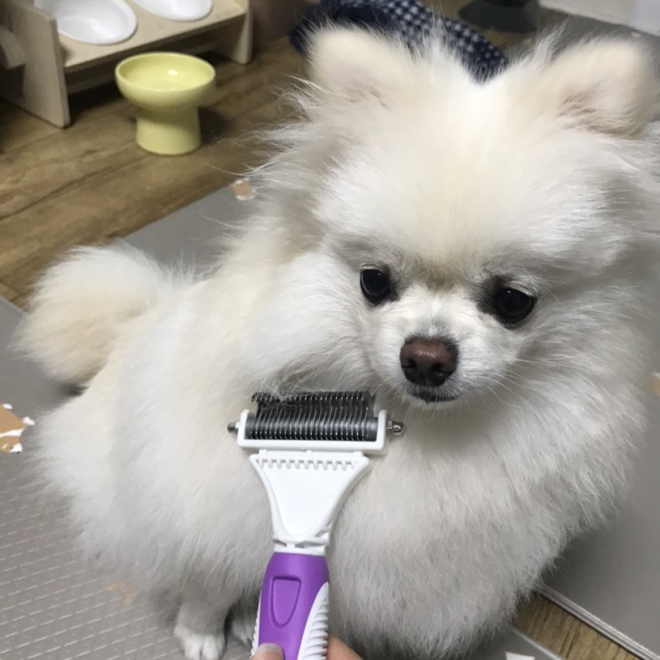 포메라니안 털갈이 빗 추천해요:) 강아지빗 닉센 3종 슬리커/ 일자빗/ 죽은털 제거 갈고리 빗