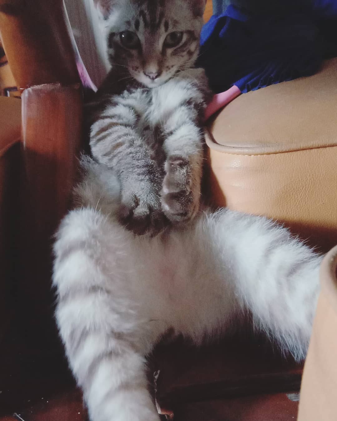 Hey what are you doing? (annoying cat)🐱😛