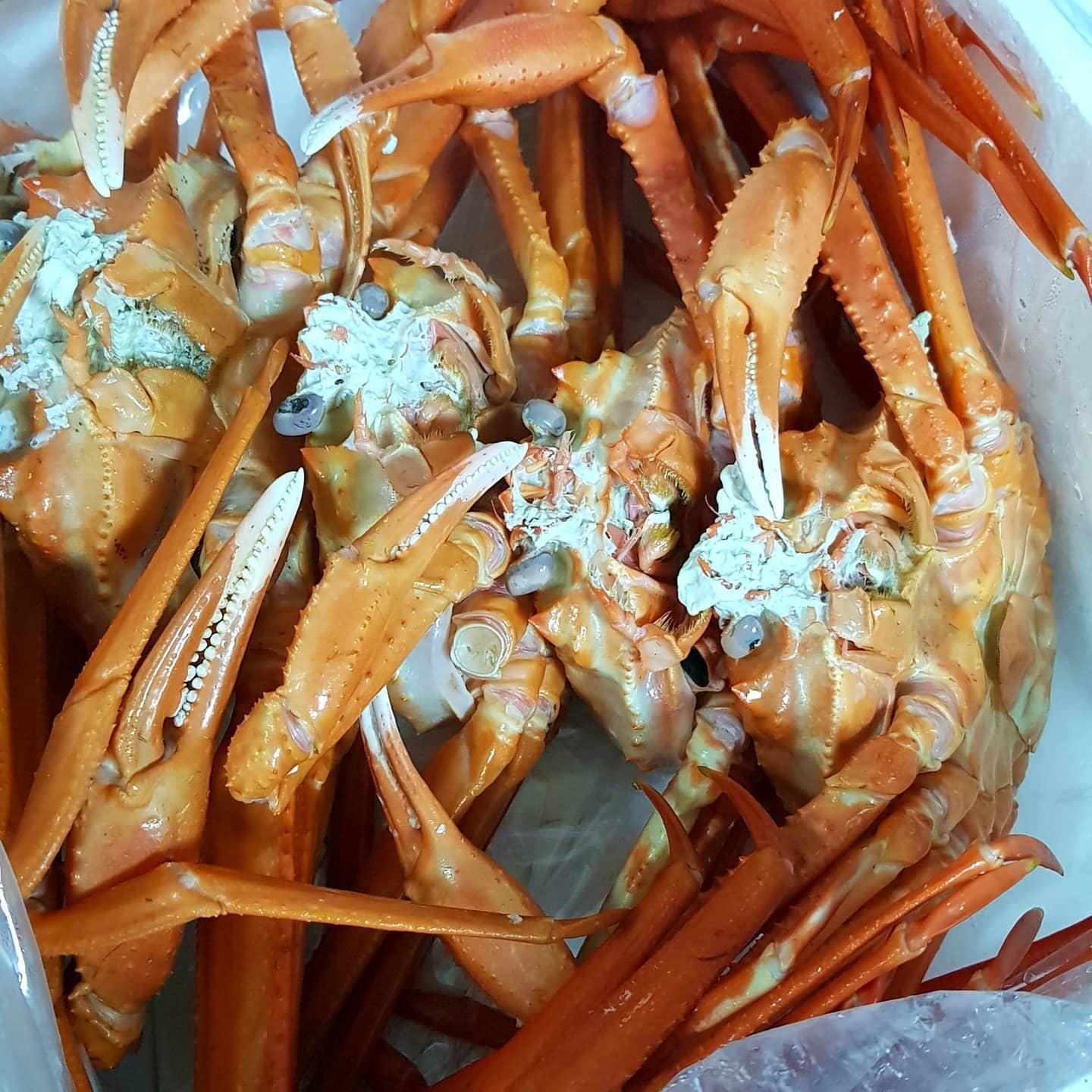 🎈구미 신평 바다클라쓰
진짜 너무 오랜만에 피드!!
대게가 너무 먹고 싶었눈데 진쨔 
오랜만에 배터지도록 맛있게 먹었어오💛
주문 해놓구 가서 픽업해왔는데 
저렴한 가격에 맛도 완전 최고👍👍
처음엔 육지에서 사먹는거고 저렴한편이라
걱정했는데 수율 70%정도라 하셔서 
믿고 구매했는데 가성비 짱짱!!!
직접 잡아서 유통없이 판매하니 저렴한데다가
테이블보랑 물티슈랑 간식까지(사장님쎈스굿)
써비스로 오렌지2개까지 챙겨주셔요!!!
(이정도면 남는거 있으실까요..?😯)
다음에도 또먹을 의사 1000%
참!배달의민족에서도 먹을 수 있어서 
배달주문도 가능하더라구요 다음엔 그걸로 도즈언✅
#구미맛집#구미대게#대게#홍게#먹스타그램
#구미핫플#바다클라쓰#신평#구미#롯데마트부근
#배달의민족도가능#포식#다이어트는내일부터
#서비스듬뿍#맛집#먹방#가성비최고맛집
#박달대게#문어#조개#새우#구미박달대게
#구미홍게맛집#배민맛집#홈스타그램