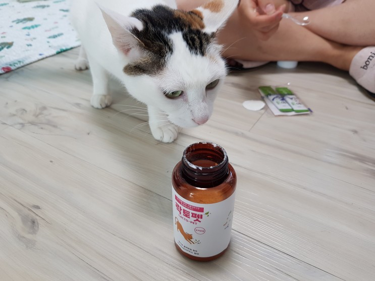 고양이유산균 무늬에게 먹였더니 바나나똥 쌌어요