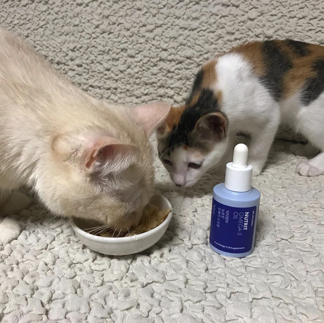 세찌와 네찌 on Instagram: “닥터맘마에서 산패를 막아주는 오마가 오일을 받아 사용해봤어요 !! 오메가 특유의 생선비린내도 거의 안나욤 !! 세찌는 새로운걸 잘 안먹음에도 불구