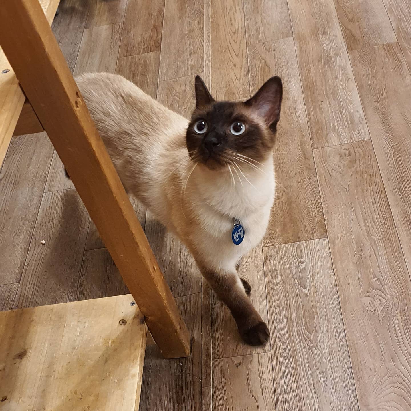 #고양이 #냥스타그램 #냥카페 #고양이카페 #cat #커엽 #귀여워 🥰
