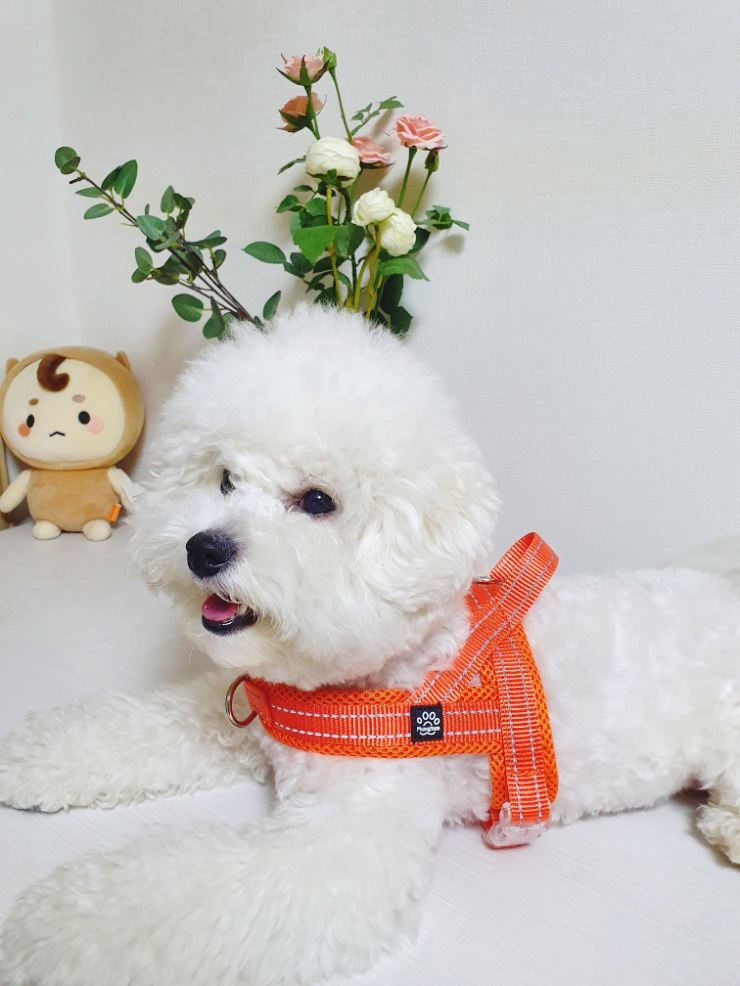 강아지산책교정,소형견하네스 추천,앞섬방지하네스-멍템하네스