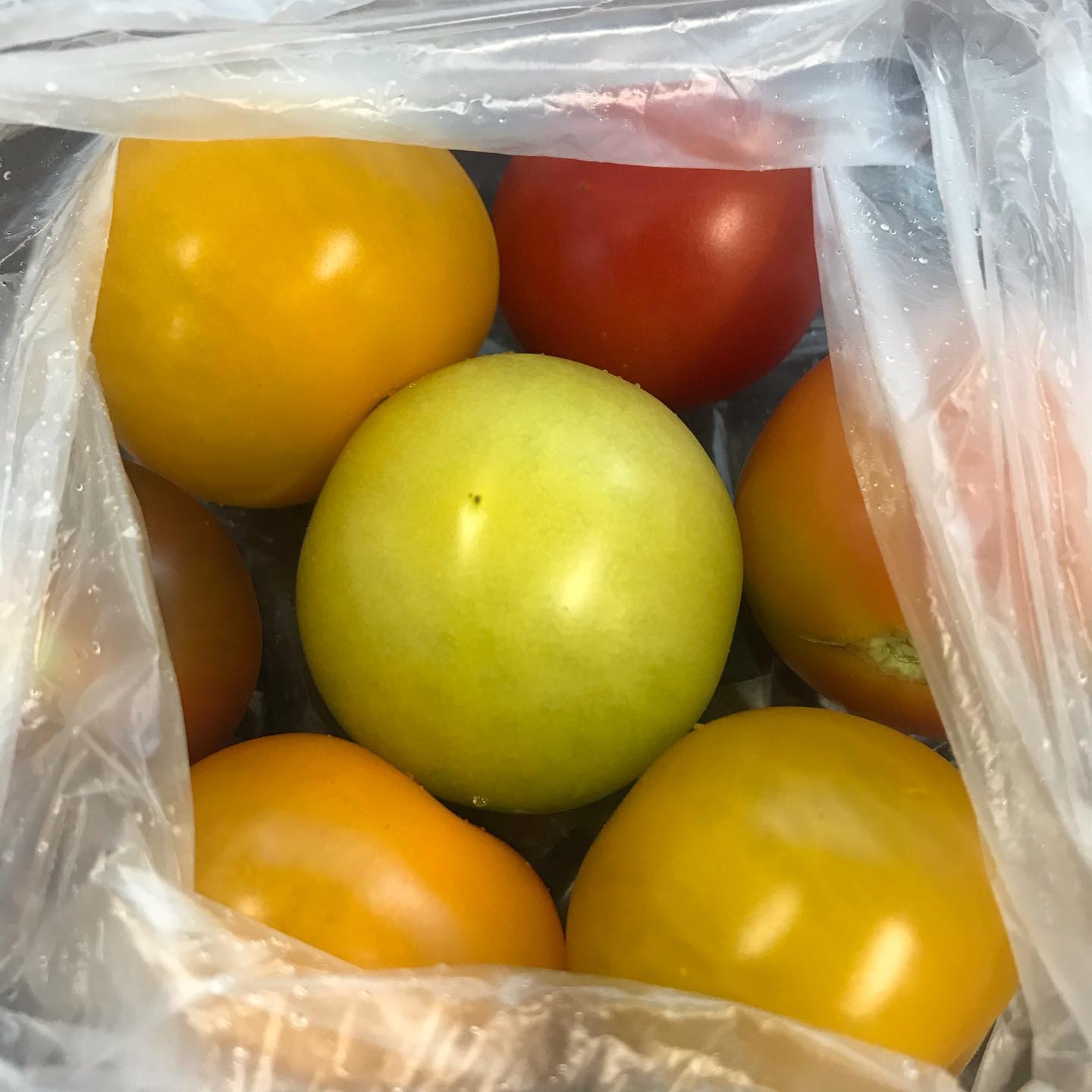 요즘점심은 뭐니뭐니해도 탱글탱글 토마토로 #🍅 #다이어트의인생 #다이어트식단#토마토