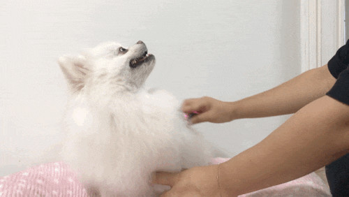 모나코코 털빠짐힐링브러쉬 이중모, 털갈이 강아지들이 사용하면 좋을 것 같아요!