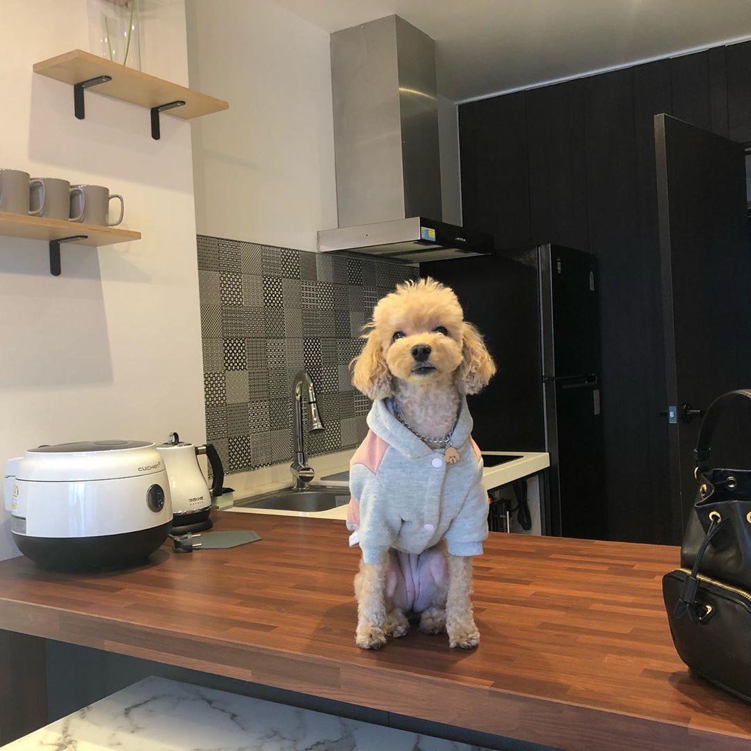🥟만두랑 코코,Mandoo&Coco🥥 on Instagram: “⠀ 🐶만듀만듀 예뻐죽겠구만두🐶 ⠀ 산책가기 전에 느무 예뻐서❤️ 만두 피부에 딱쟁이같은건 곰팡이균으로 결과가ㅠㅠ 소독하