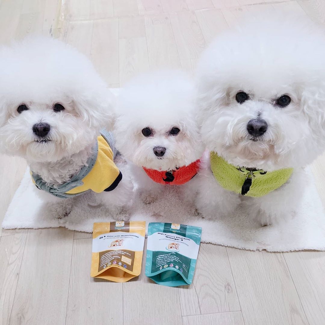 🎀삼숑이🐶🐶🐶+삼숑이맘👧일상🎀 on Instagram: “삼숑이 피부와 모질을 위해 미국 직구로 가자요펫 오메가3급여중이에요! 오메가3는 보통 EPA+DHA등의 합으로 표현하는데 타사 제품들과