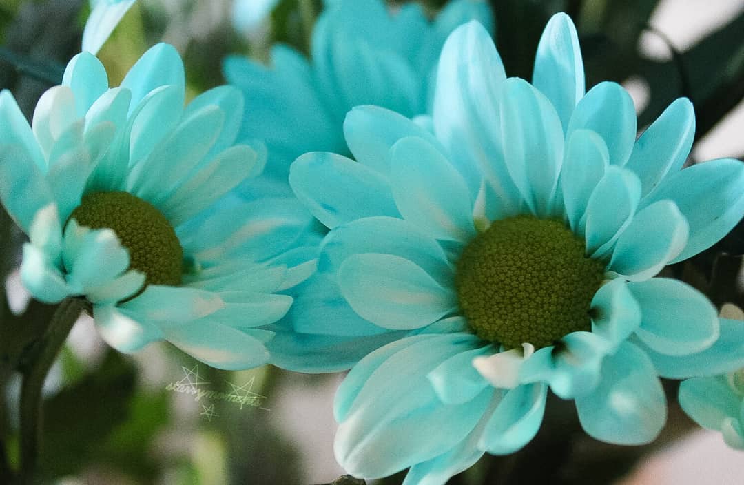 „Everything is blue, his pills, his hands, his jeans and now I'm covered in the colors pulled apart at the seams, and it's blue." ~Halsey

Ignore:..
#photography #photographer #photo #myphotography #myphoto #naturephotography #naturephotographer #naturelove #naturelover #natureperfection #nature #bokehphotography #bokeh #flowerphotography #flowerphotographer #flower #flowers #flowerlover #blueflower #flowerstagram #blue #colourfulnature #coloursofnature