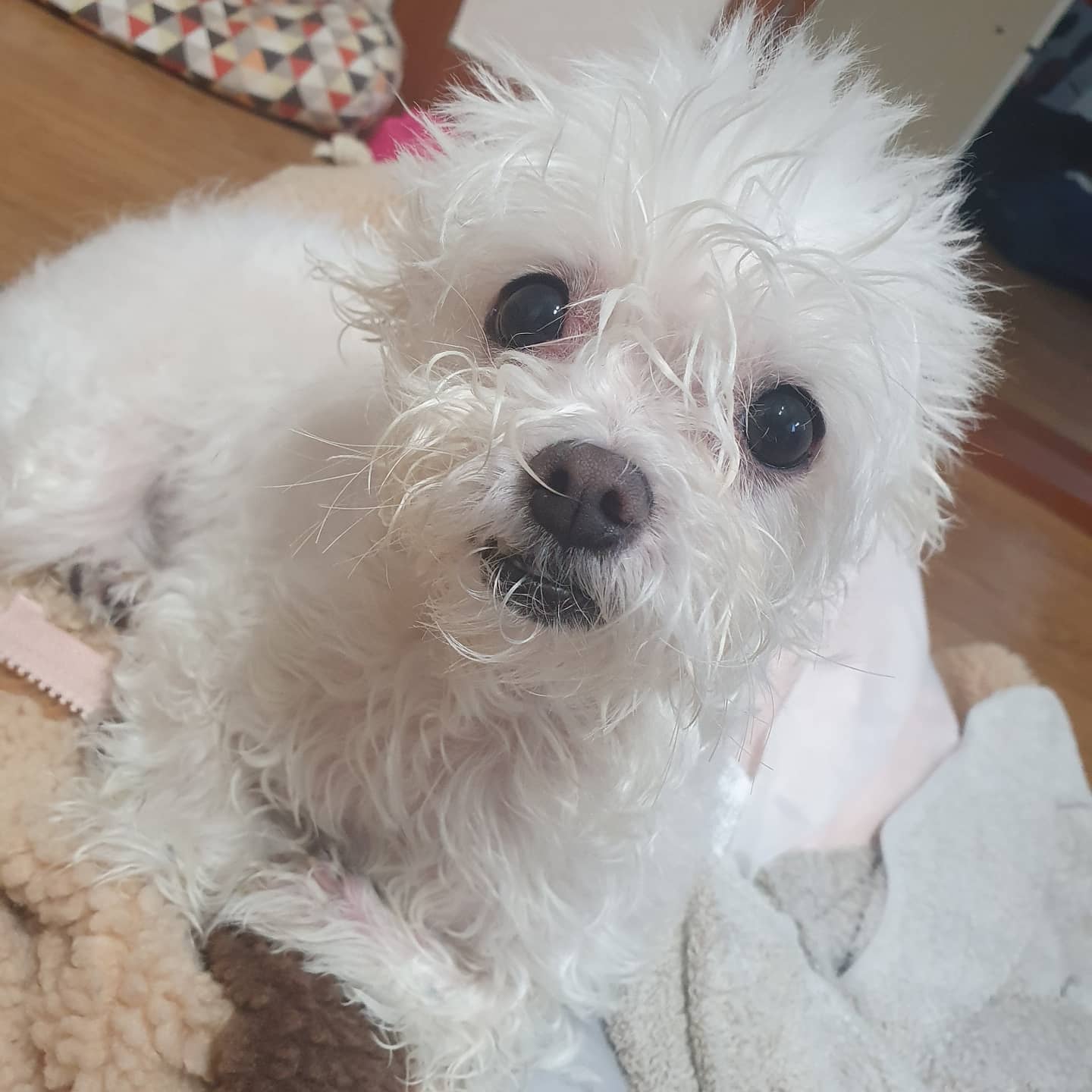 노곤노곤하게 목욕한 뒤💕
..덜 말린 몸으로 언냐 옷위에 올라가지 말라궁😅

 ⠀⠀⠀⠀⠀⠀⠀⠀⠀⠀⠀⠀⠀⠀⠀⠀⠀⠀⠀⠀⠀⠀⠀⠀⠀⠀⠀⠀⠀⠀⠀⠀⠀⠀#강아지목욕 #젖은털 #멍스타그램🐾 #강아지그램 #귀여운강아지 #dog #강아지 #말티즈 #애견인맞팔 #애견인소통환영 #애견인맞팔환영 #좋아요반사 #doglover #dogs_of_instagram #말티즈스타그램 #샤워 #곱슬 #보송보송