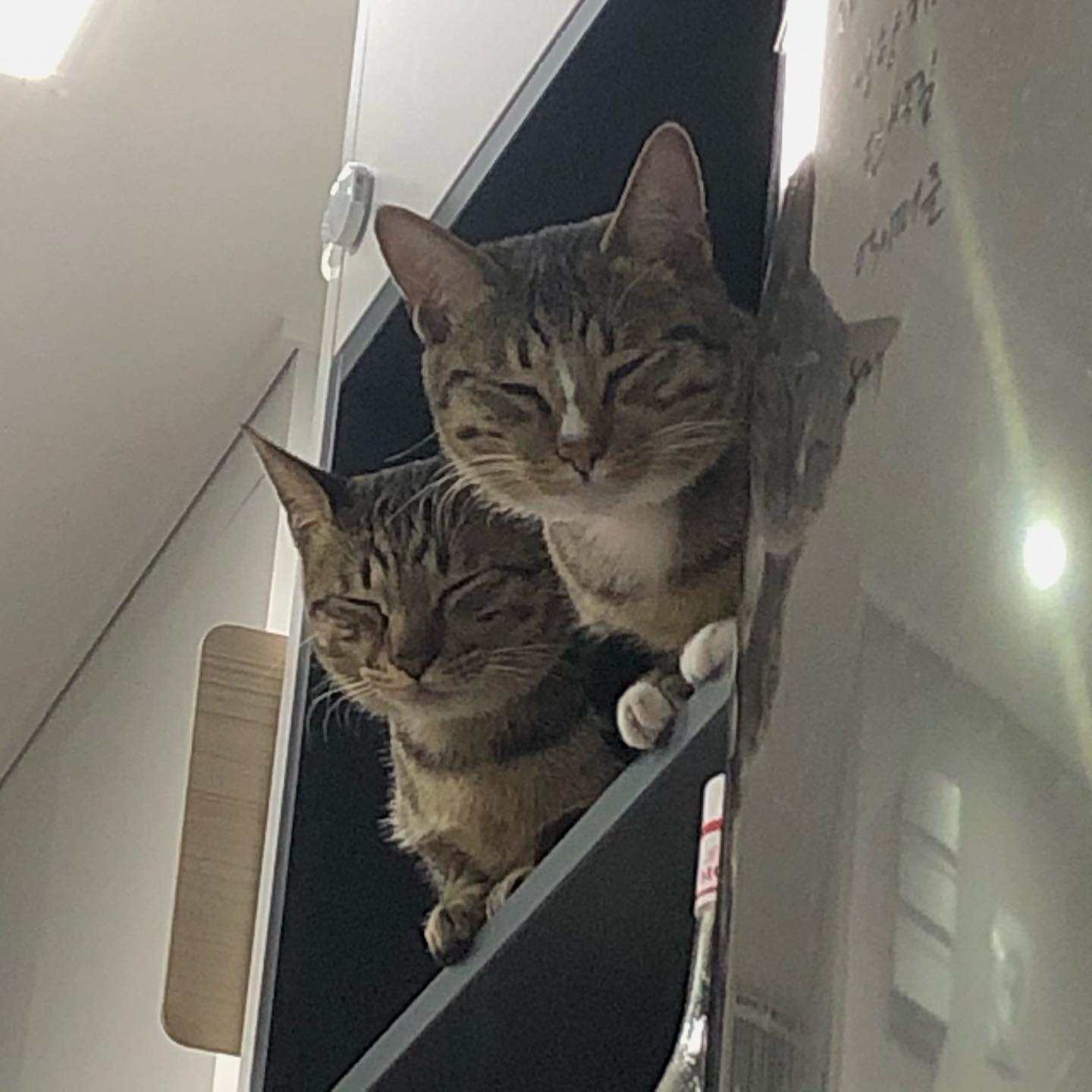 콘텐츠