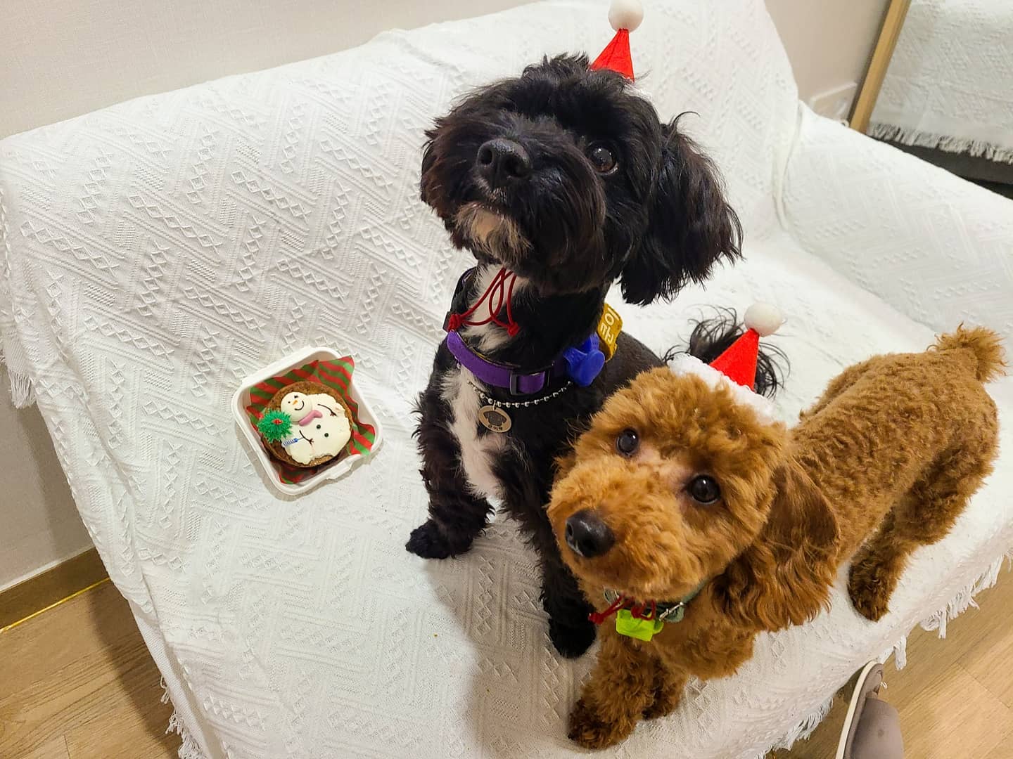 메리크리스멍스🎄🐕🥳
눈사람 강아지케이크와함께 애기들포식😋
.
.
.
크리스마스 쿠키협찬 sanchaek_withdog 👍
cho.arong koon.ing 
#강아지케이크 #강아지쿠키