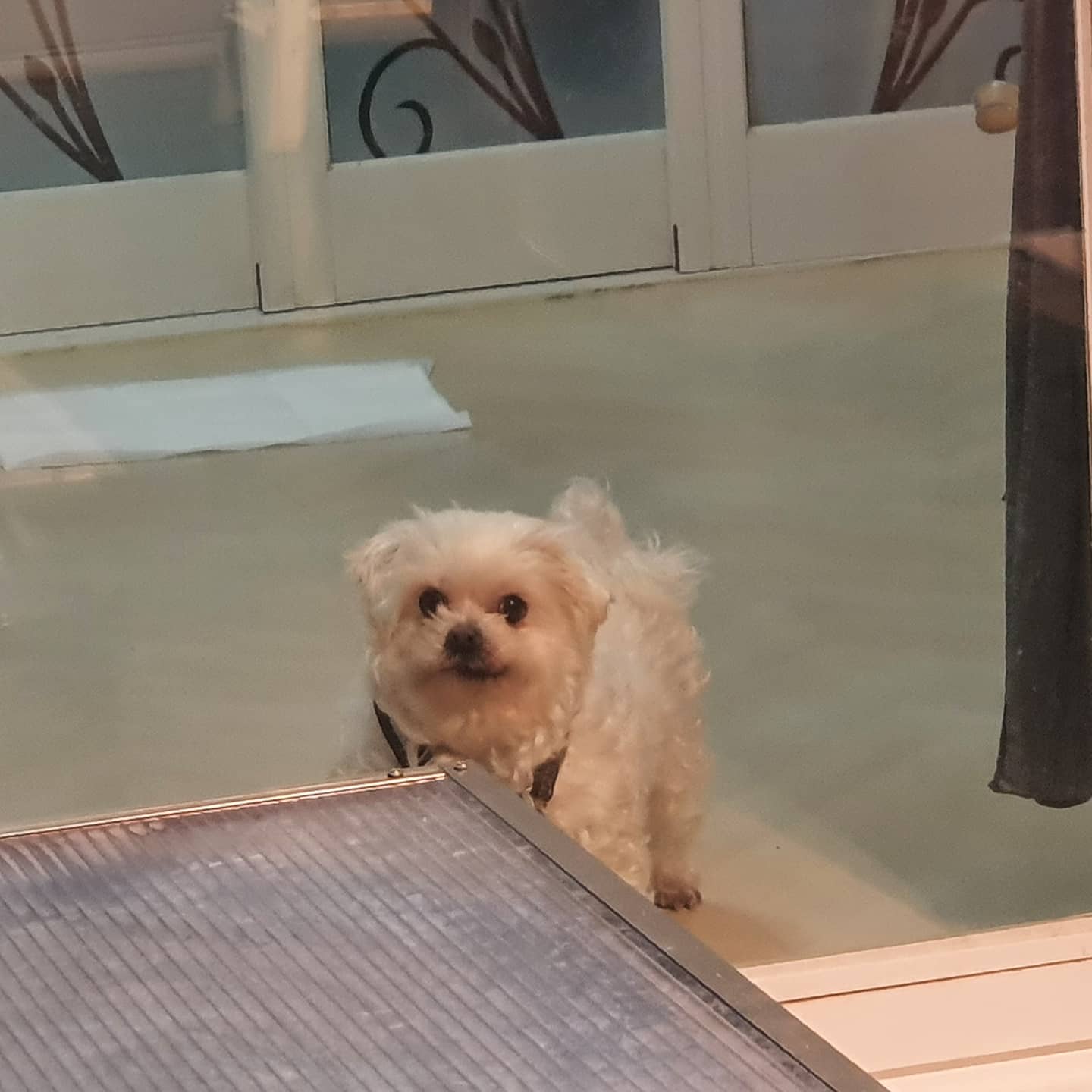 여행
#멍스타그램
우리먹는데 어디선가느껴지는
따가운시선
 
왜그리애타게쳐다보는건대...
기염둥이