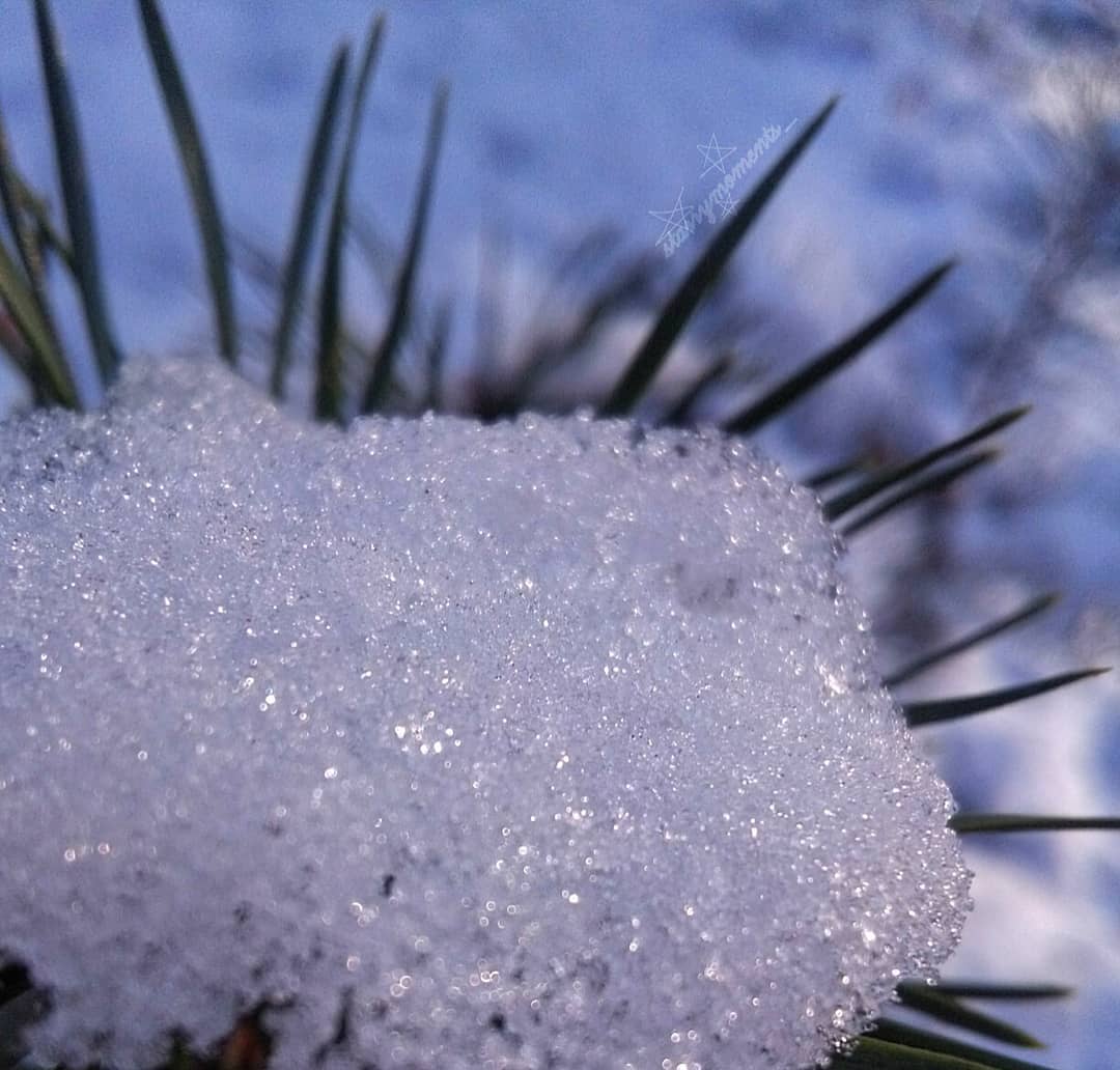 Kindness is like snow. It beautifies everything it covers.

Ignore:..
#photography #photographer #photographic #myphoto #myphotography #mypic #hobbyphotographer #hobbyphotography #hobbyfotografie #hobby #natureperfection #naturelove #naturelover #naturephotography #naturephotographer #natureshot #naturephoto #beautiful #beautifulnature #snow #snowwhite #snowflakes #winter #winterwonderland #wintertime #wintervibes #winterphotography