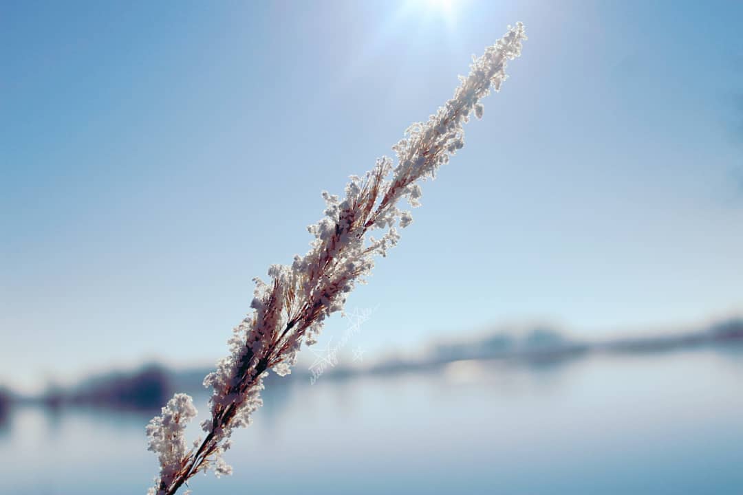 „To appreciate the beauty of a snowflake it's necessary to stand out in the cold."

Ignore:..
#photography #photographer #photo #myphotography #myphoto #naturephotography #naturephotographer #naturelove #naturelover #natureperfection #nature #bokehphotography #bokeh #flowerphotography #plant #plantsofinstagram #frozen #frozenplanet #frozenplant #cold #winter #ice #water #river #wintertime #frozennature #winterphotography #wintervibes #winterwonderland #coloursofnature #frozennature