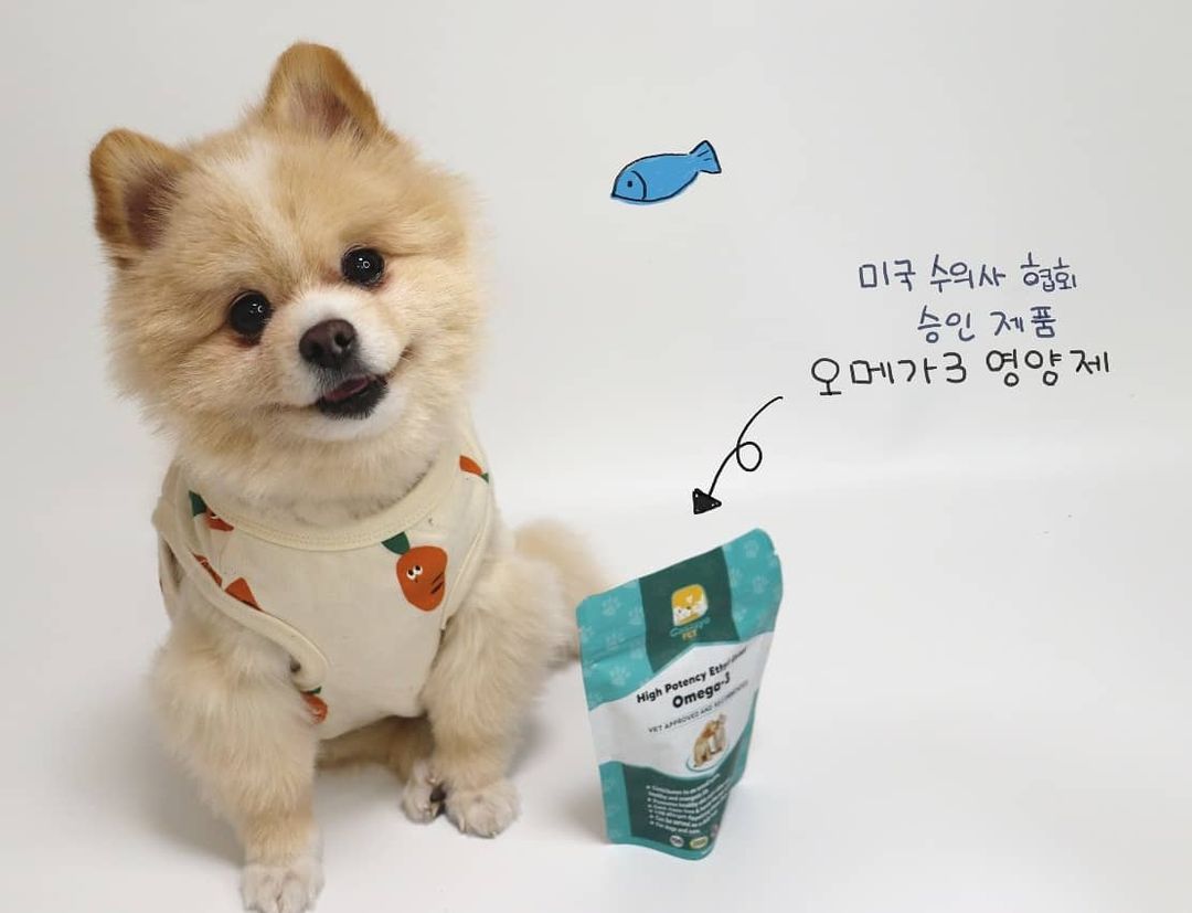  “#협찬 가자요펫 오메가3 활기찬 에너지, 건강한 피부와 윤기나는 털을 위해 급여하는 강아지 영양제 오메가3 몽이가 전에 먹던 제품은 오일 제형이라 사료에 뿌려 먹였는데 먹고나면 입에서 어마어마한 비린내가..! 🤢 가자요펫 오메가3는 타사…”