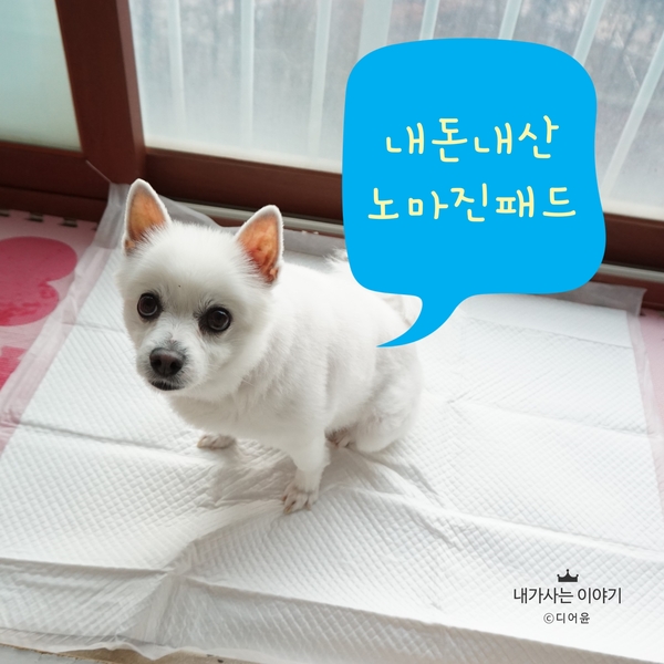 내돈주고 내가 산 노마진패드 후기