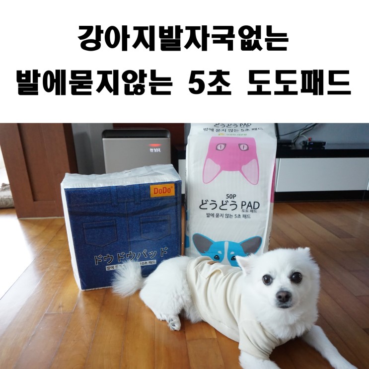 [강아지패드] 발에묻지않는 도도패드 찡꽁이도 너무 좋아해~