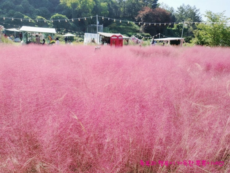 [가족나들이] 원주 사진정원에서 핑크뮬리 구경하고왔어용!🌷