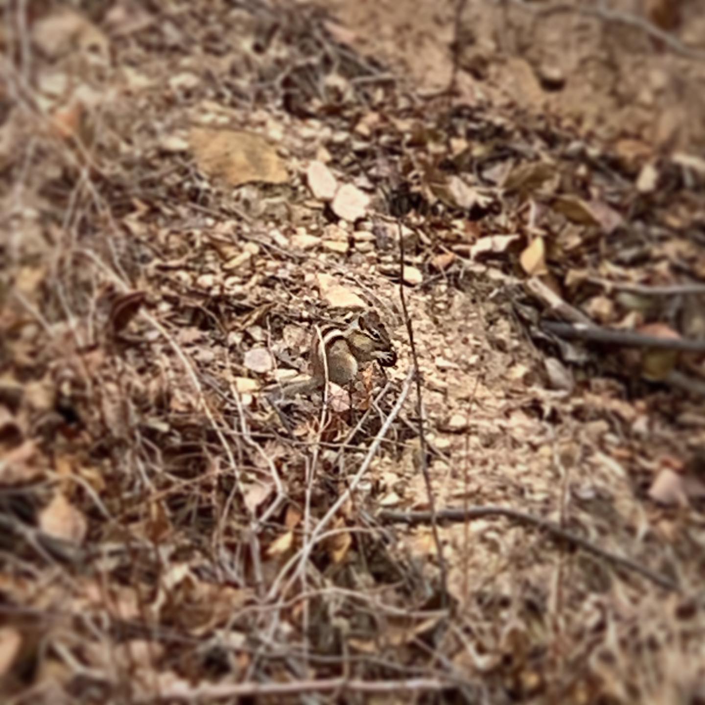 🐿 도토리 먹는 다람쥐 🐿
⠀
— — — — — — — — — — — — — — — — — — —
⠀
동생이랑 같이 등산 갔다가
나무가 있는 쪽에서 소리 나서 봤더니
도토리 먹는 다람쥐가 있네요☺️
⠀
멀리서 찍어서 화질은 별로 좋지 않지만
너무 귀여운 거 같아요🥰
⠀
— — — — — — — — — — — — — — — — — — —
⠀
#일요일 #등산 #다람쥐
#mountain #squirrel #cute