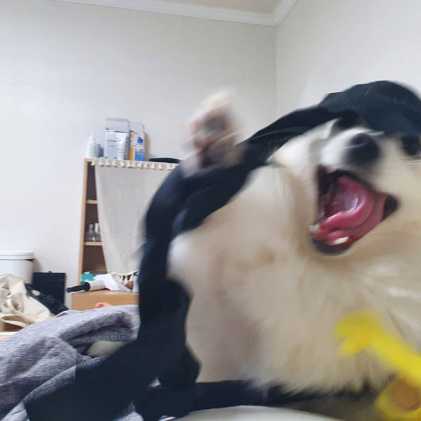 210301🐶
.
.
혼자 노는거에 개 열심히 노는중💪
너무 귀여워 똥꼬발랄해♥️♥️♥️♥️♥️