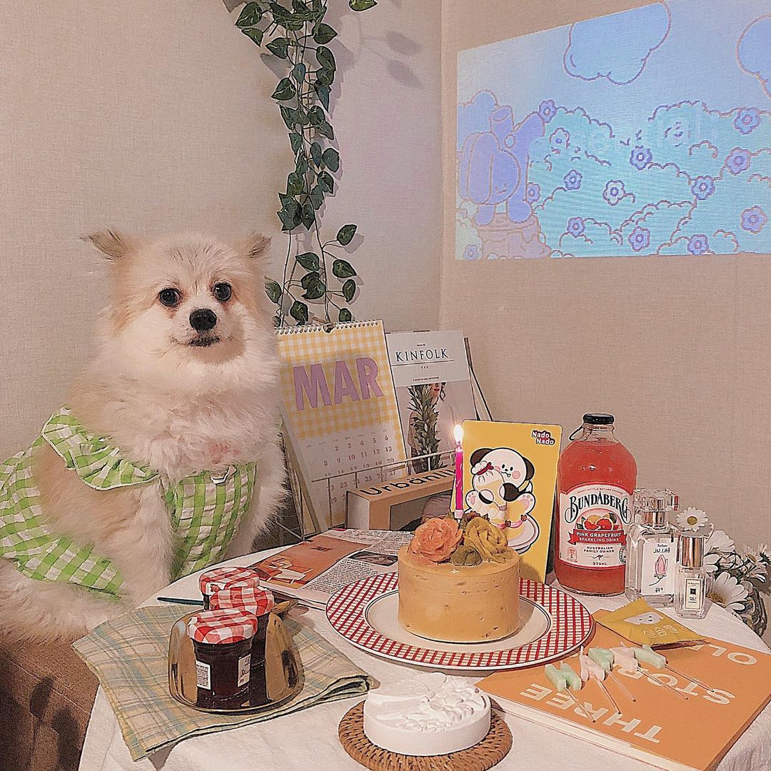  “#협찬 #나도나도펫푸드 에서 강아지 케이크를 선물 받았어요🎁 덕분에 생일은 아니지만 생일파티 같은 하루를 보낸 키드🐶🎉 나도 나도 케이크는 일반 쌀빵 케이크가 아니라 고기와 7가지 야채가 들어간 화식 같은 고기 케이크래요🎂 케이크 디자인도 너무…”