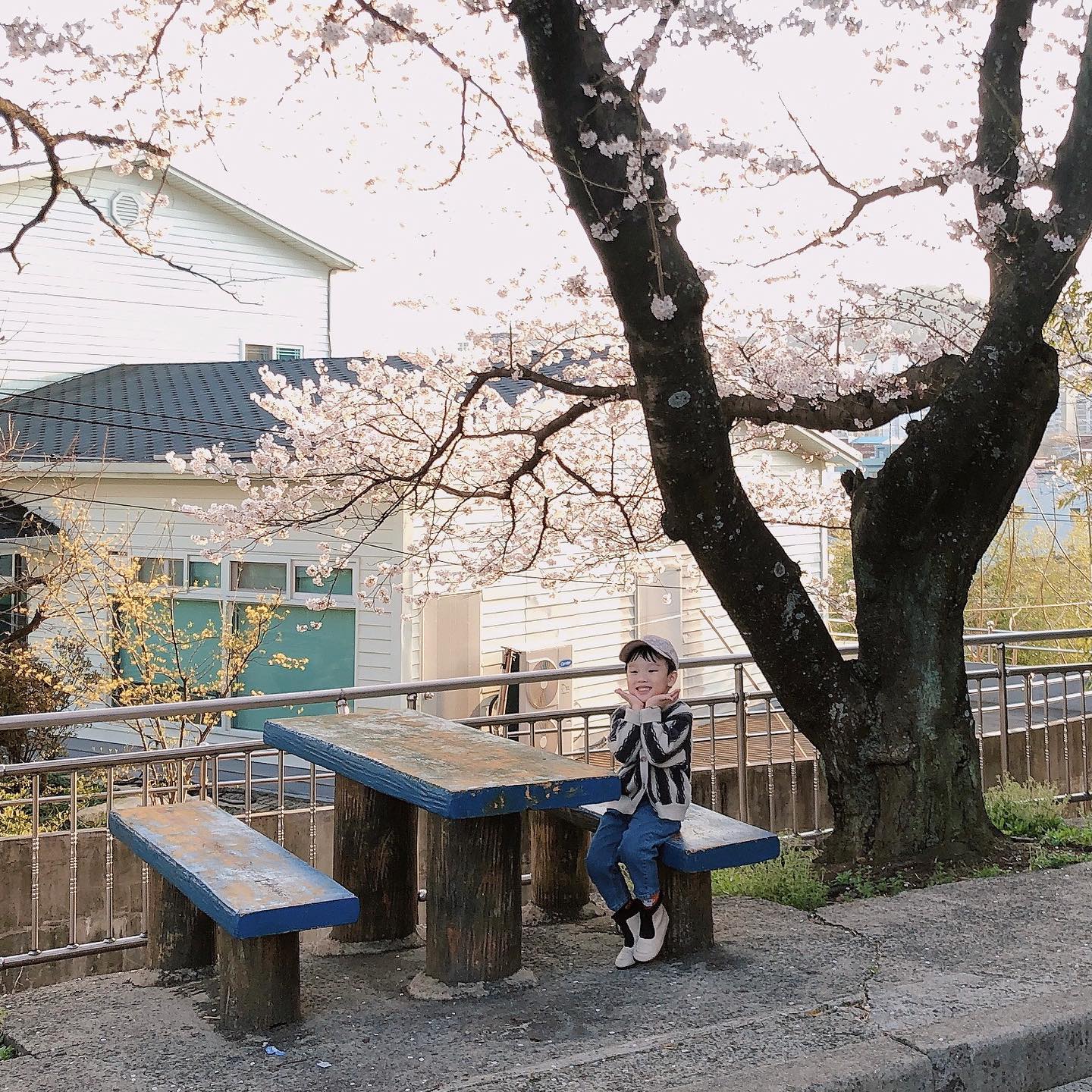 .

2021.3.26

올해 벚꽃구경 이걸로 끝 🌸
내일 비오면 다 떨어질거야....ㅋㅋ⫬ㅋ⫬ㅋㅋ⫬ 
우연히 발견한 예쁜곳🤍
퇴근하고 후다닥 데려가서 찰칵~

#벚꽃명소 
#벚꽃구경