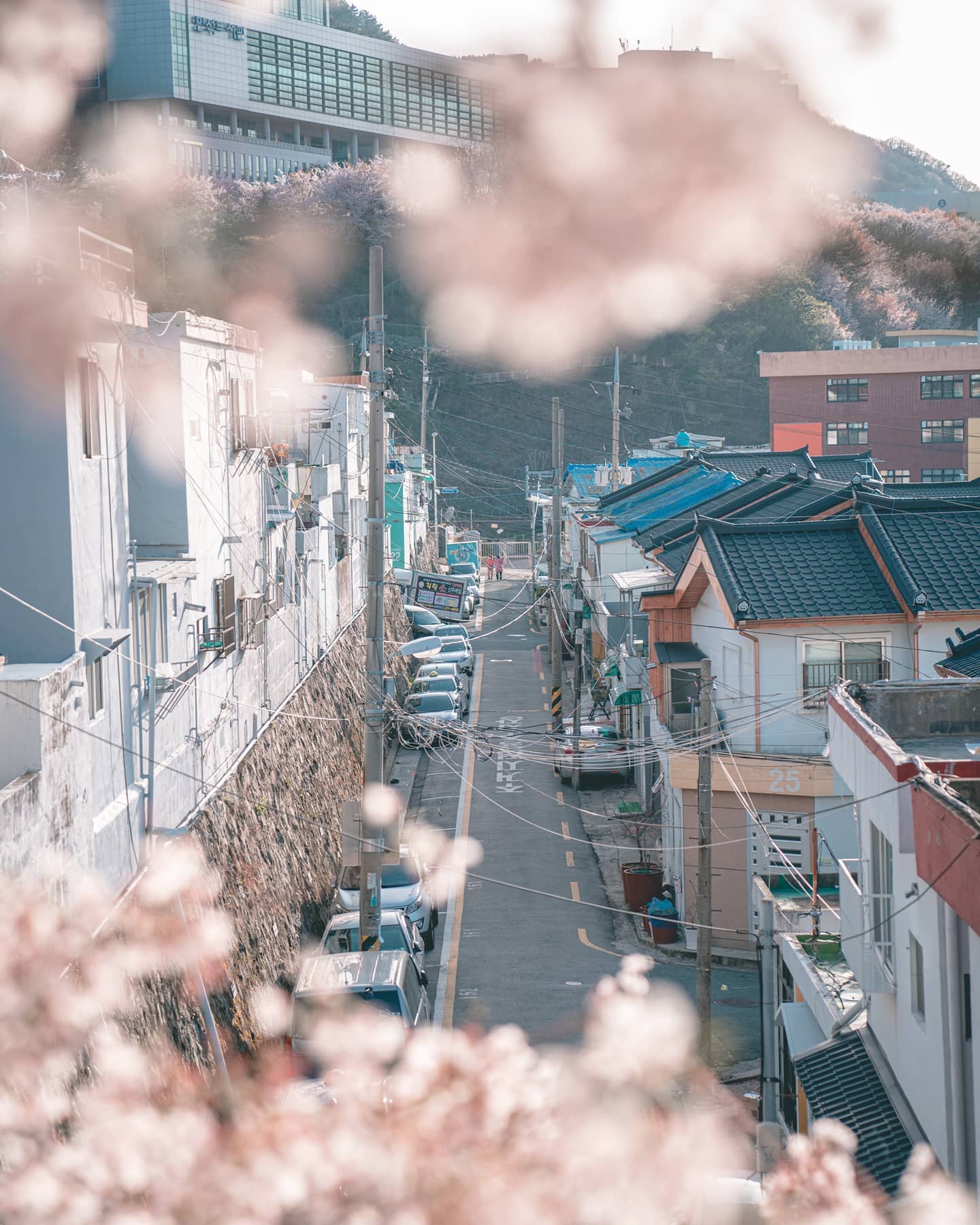나 꽃구경 덜한 것 같은데ㅠㅠ 지금 바람부는 게 아주 벚나무 탈탈터는중..!