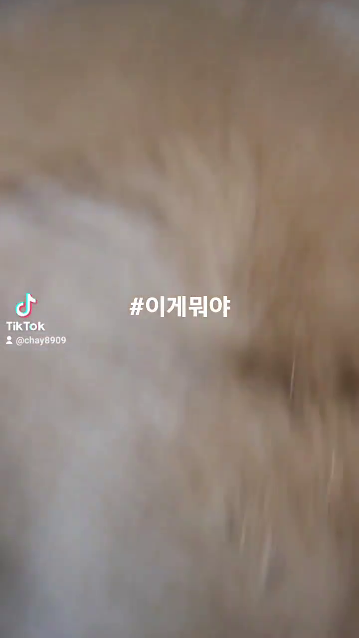 콘텐츠