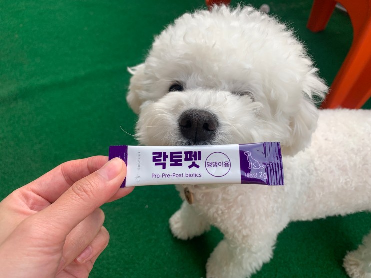 강아지유산균 락토펫으로 장건강지키기 :-)