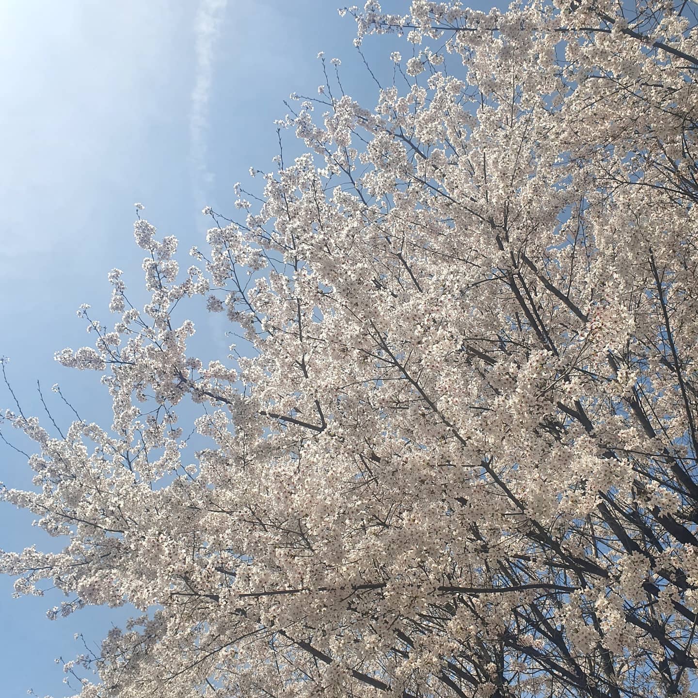 벚꽃이 활찍 핀 요즘
벚꽃 축제를 즐길 수 없어서 슬픈 요즘 현실 ㅠㅠㅠㅠ
내년엔 벚꽃 축제를 즐길 수 있겠죠? ㅎㅎㅎㅎ
대신 회사 근처 벚꽃나무를 열심히 찍어봤어요 ㅋㅋㅋ
주말에 비가 온 바람에 금방 다 져버렸지만..ㅠㅠ
코로나가 얼른 사라지길🙃