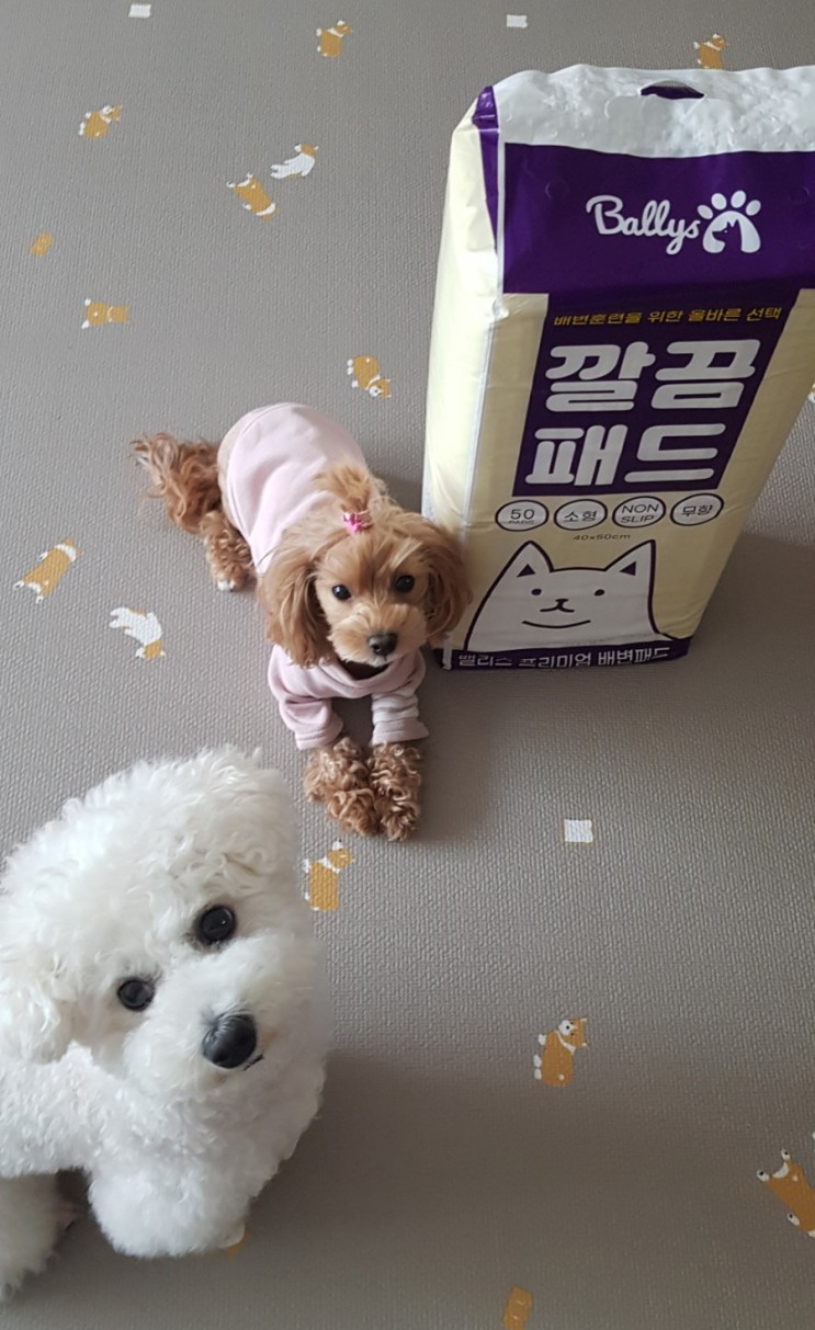 밸리스 깔끔패드 강아지 사용 후기 ! 논슬립기능있는 배변패드 추천