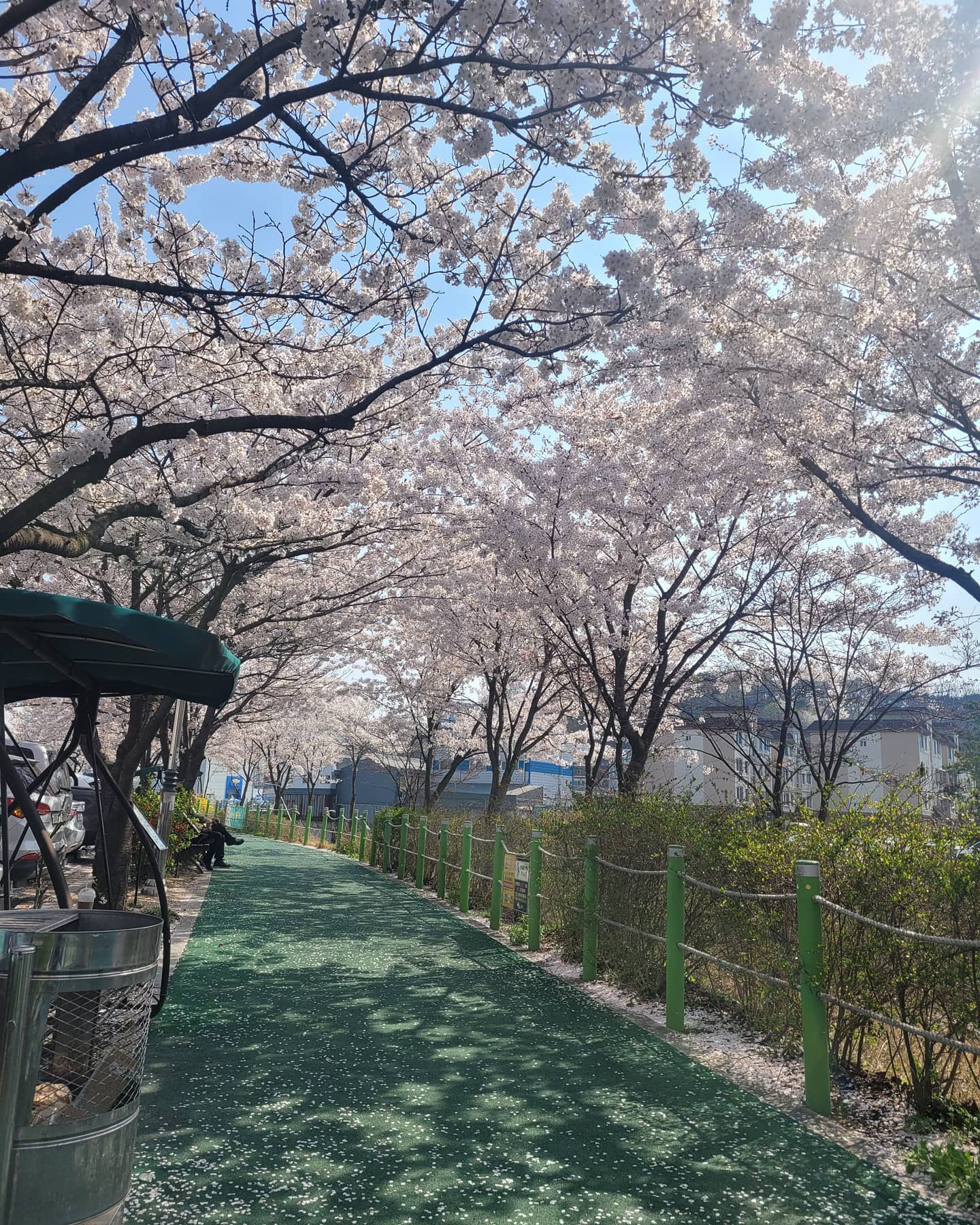#김포벚꽃맛집 #벚꽃