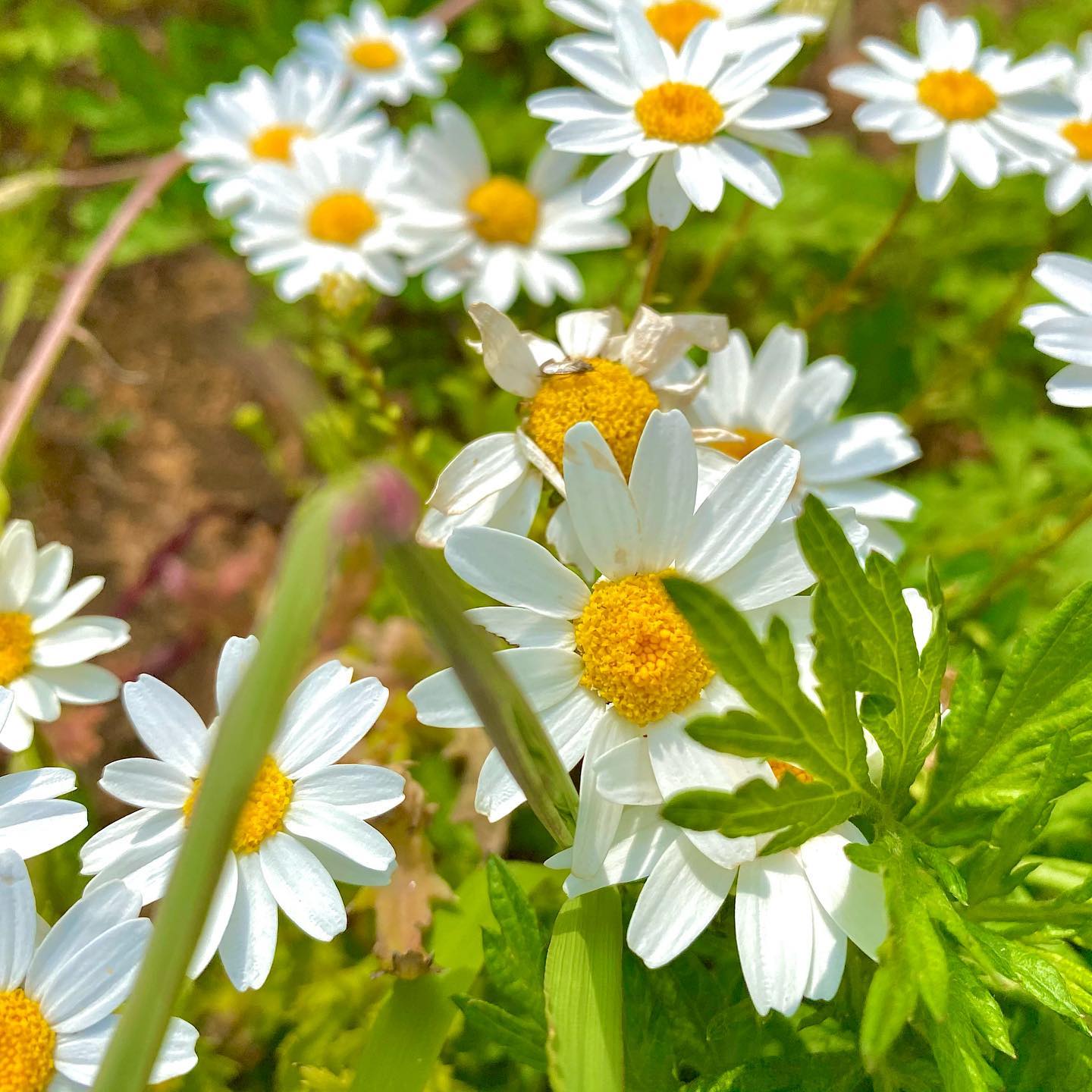 #daisy
