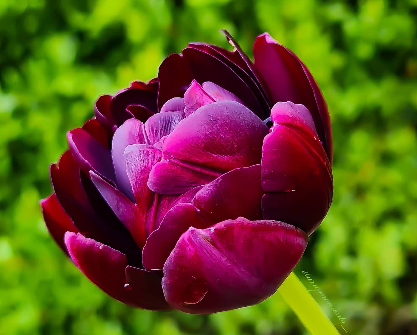 Dark tulip🌷❤

Ignore:...
#photographer #photography #myphotography #myphoto #hobbyfotografie #hobbyphotograph #hobbyphotographer #hobby #mypic #naturelover #naturephotography #naturephotographer #nature #flowers #blossom #colourfulnature #lovely