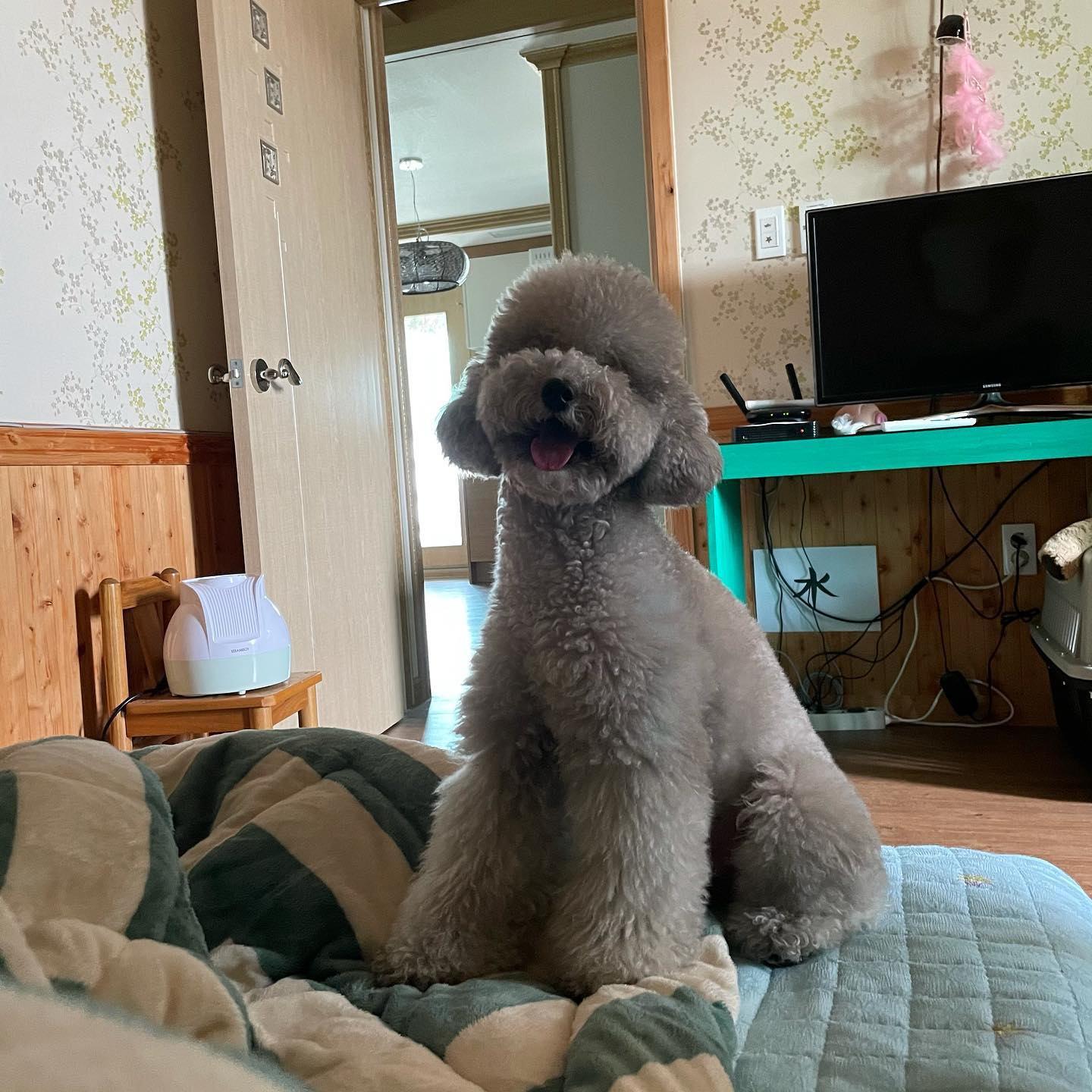 오랜만이야☁️
.
.
#혀낼름 #핑꾸핑꾸 #말랑말랑 #귀여워 #실버푸들 #silverpoodle #멍스타그램 #댕댕이그램