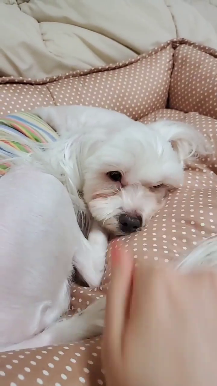 #나랑놀아주면안되겠니😭
