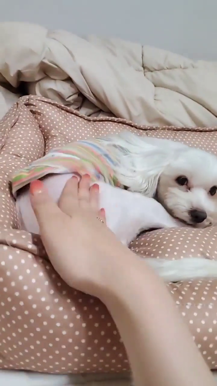 # 무미건조 #개피곤 #왜이래🐶 
찐쥬 나두 다른강아지들처럼 사납게 해줘😭
천사강아지 같으니라구...