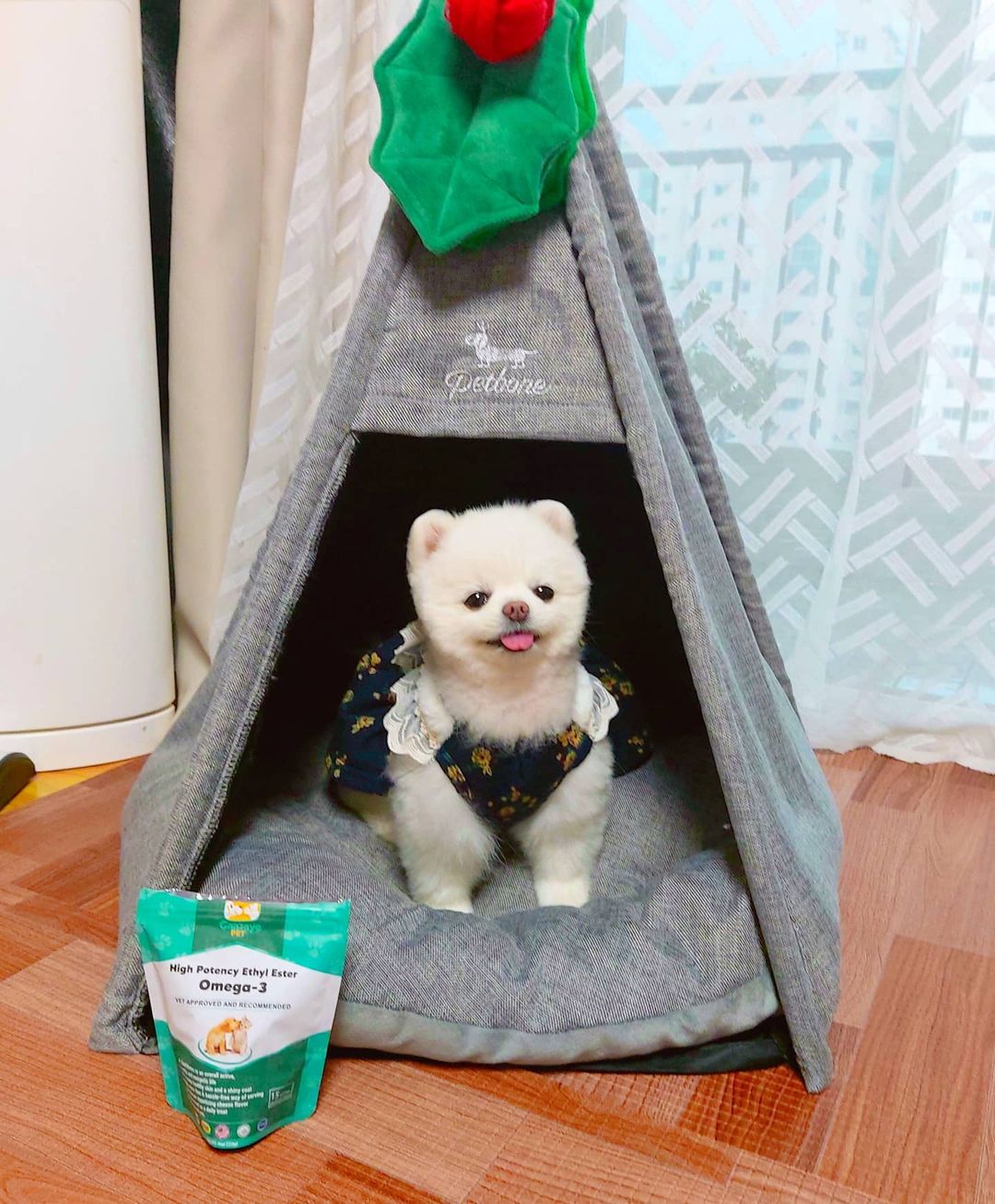  “#협찬 4번째 동영상 보이세효..? 먹는모습 찍을랬는데 자기 혼자 먹으려고 갖고 튀어버려서 당황잼🤷‍♀️ . 포메라니안 하면 깜찍한 털을 떠올리는데 오메가3는 강아지에게 윤기나는 털과 모질, 그리고 신부전증과 심장병등을 예방하고 관리하는데 있어 아주…”