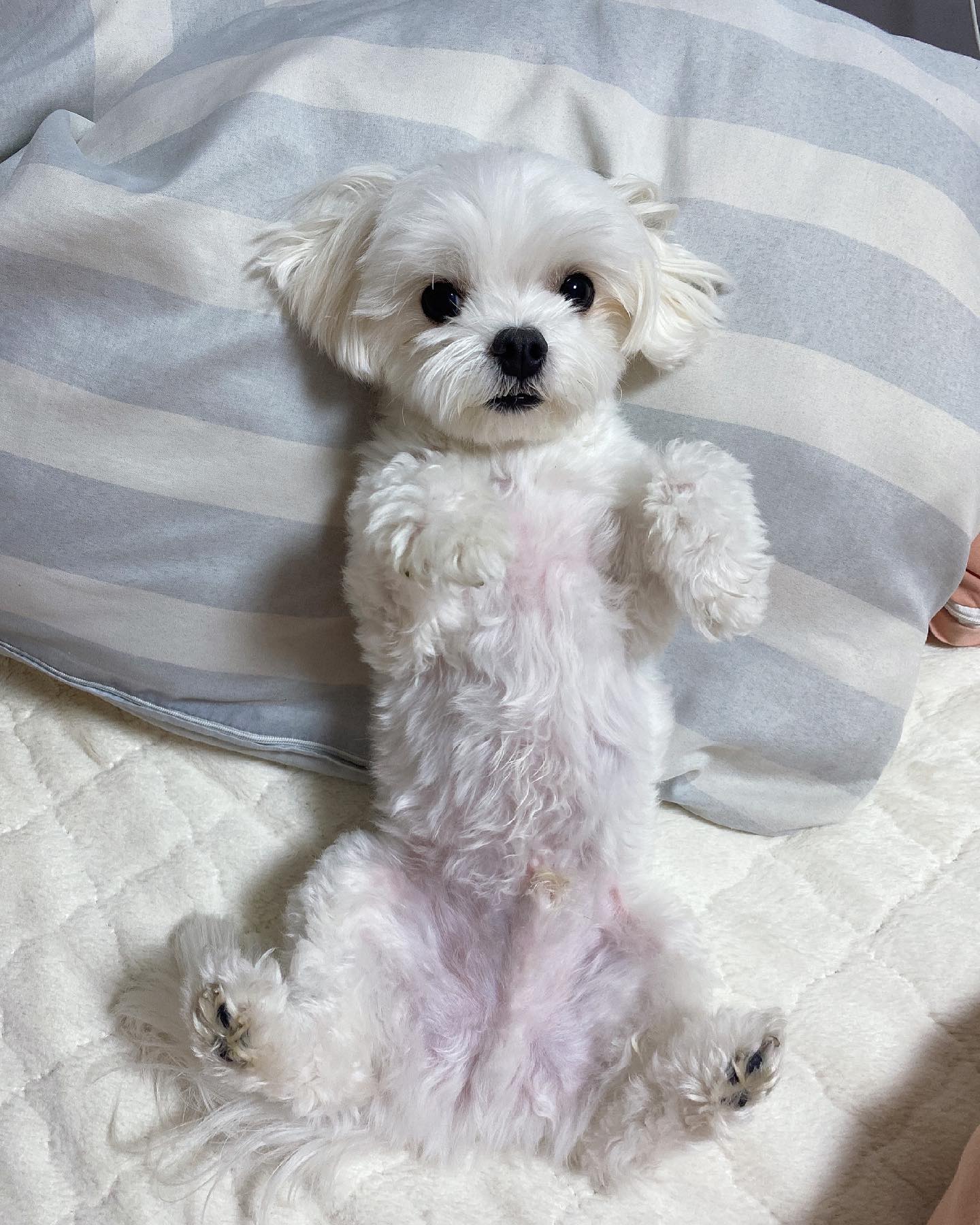엄마 혼내지 말개.. 잘못했개🐶🥲😭
#사고뭉치 #아들래미