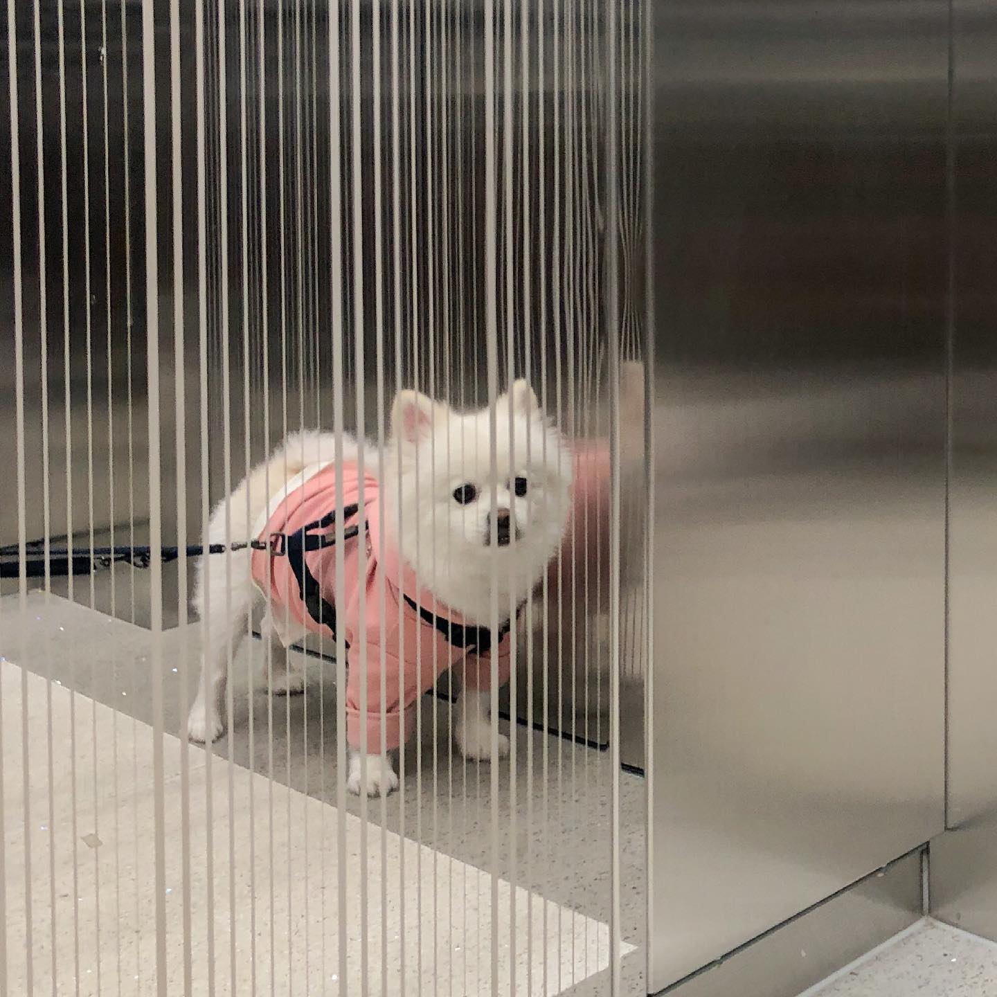산책 가기 전 미모 점검🐶