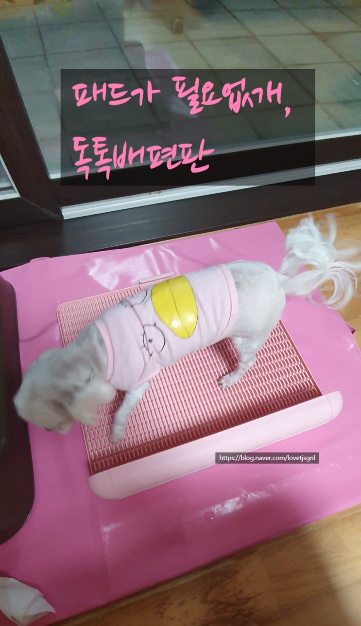 강아지배편판 친환경적인 독톡 배변판