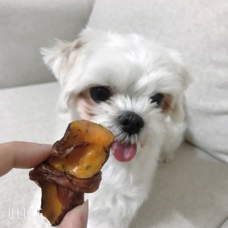 강아지 수제간식추천 :: [혼자멍냥] 정성가득해요~ 고구마 오리안심, 닭가슴살 돌돌말이