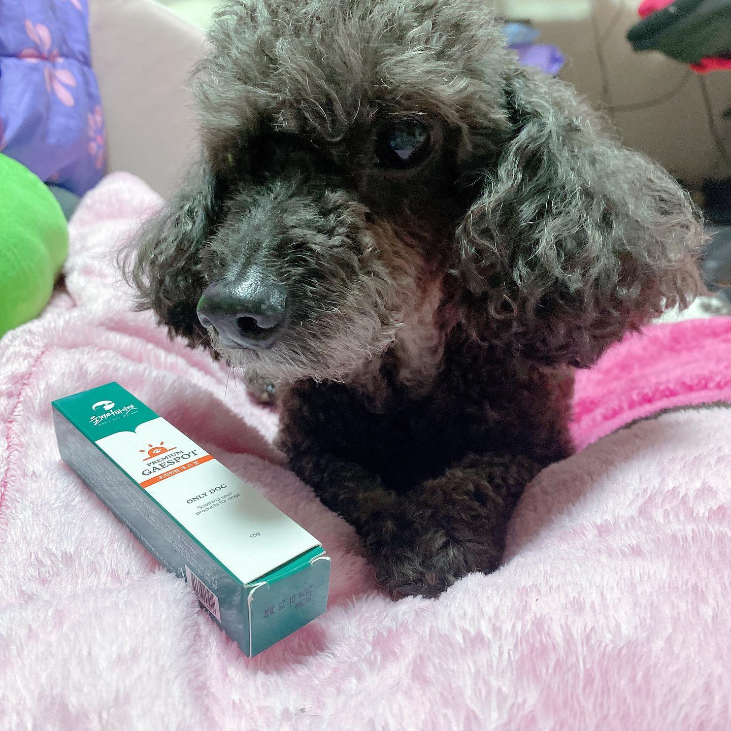 #협찬
.
우리 노견 럭키는요~
.
지금은 비록 산책을 못하지만 학창시절 산책을 하루에 4 시간을 해도 지치지 않을정도로 건강한 아이었어요~
.
13년동안 산책을 열심히 해서 그런지
.
요근래 아파서 집에만 있어도 발바닥이 다 갈라져있더라구요..😢
.
케어 못해줘서 미안해 럭키야~
.
#울지마마이펫 연고 바르고 우리 젤리 발바닥으로 바꿔보자💕❤️
.
#개스팟 #강아지용품 #강아지연고 #강아지마데카솔 #강아지상처연고

dontcrymypet_official